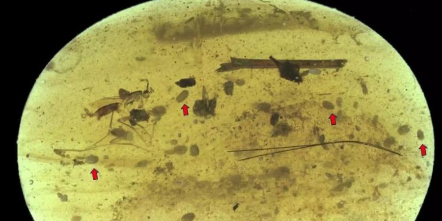 In diesem kleinen Stück Bernstein aus der Kreidezeit haben Forscher in einem winzigen Krebsweibchen Riesenspermien entdeckt. Foto: He Wang & Xiangdong Zhao/LMU/dpa