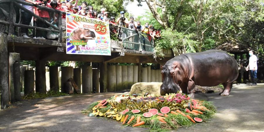 Thailands älteste Hippo-Dame Mae Mali feiert Geburtstag mit Torte