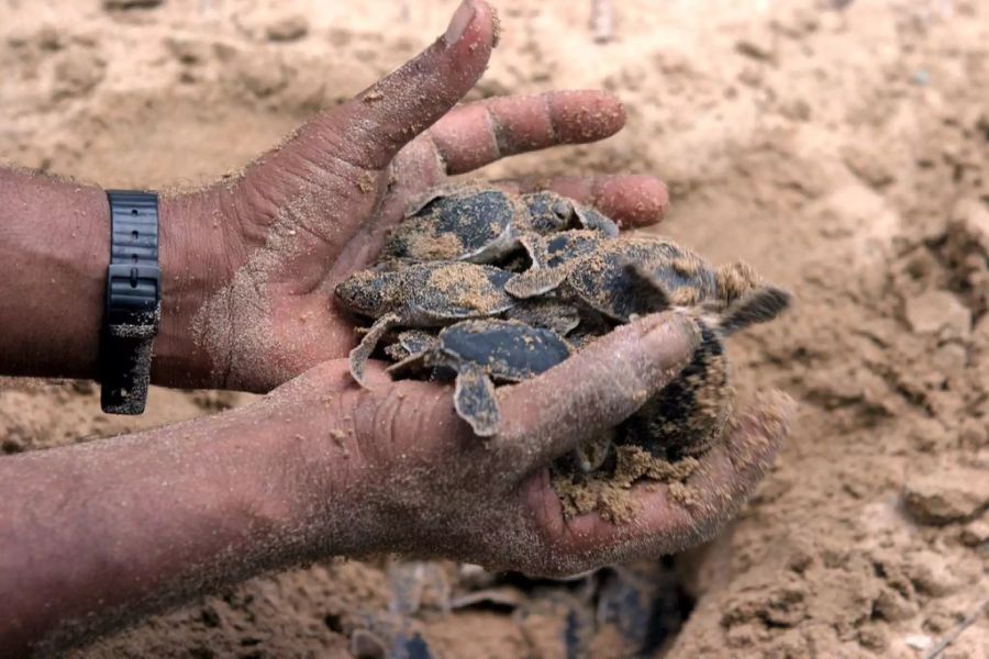 Sri lanka Colombo schildkröten