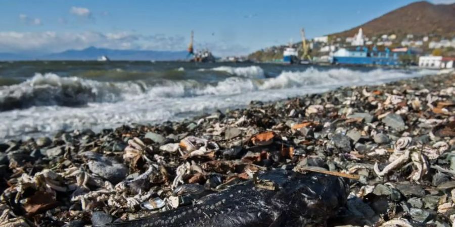 Ein toter Fisch am Strand von Khalaktyr auf der Halbinsel Kamtschatka zwischen verendeten Seesternen. Foto: Dmitry Sharomov/Greenpeace Russia/dpa