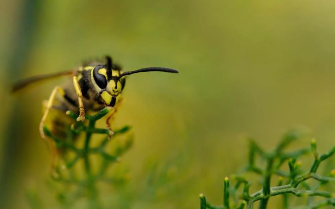 Insektenstiche können einen allergischen Schock auslösen. EIne WEspe