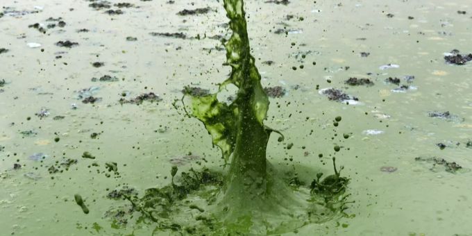 Von Blaualgen giftgrün verfärbtes Wasser.