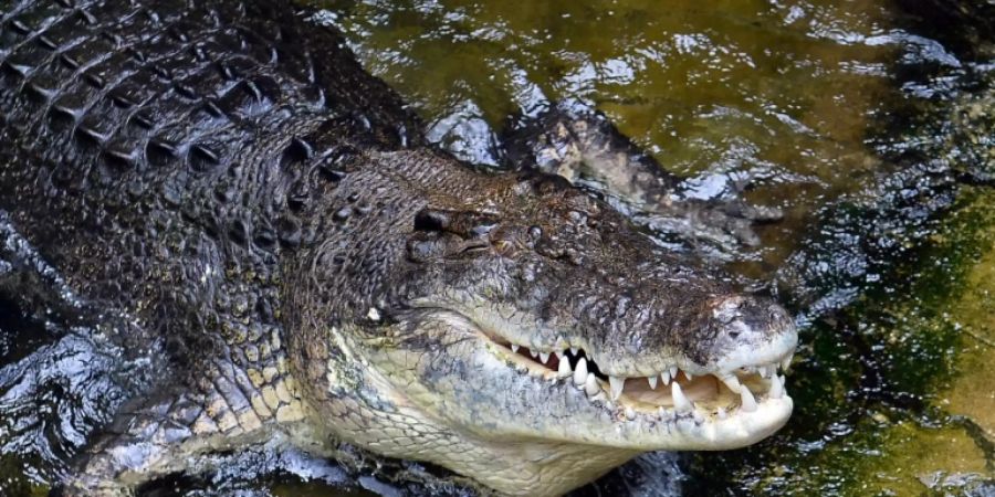 Krokodil greift Schnorchler an