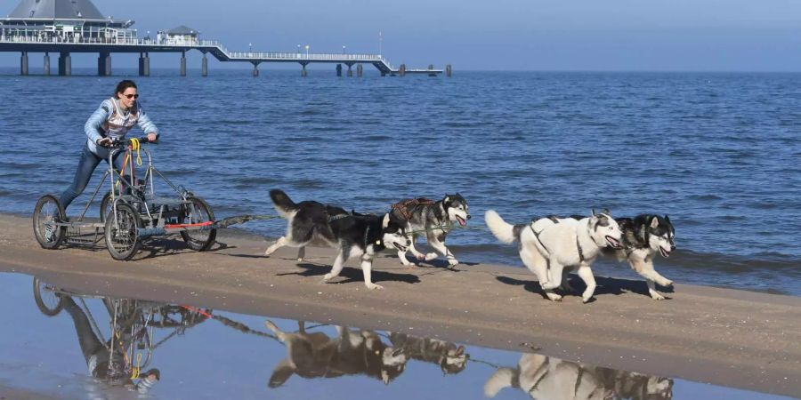 Fünfkämpferin Lena Schöneborn nimmt am Schlittenhunderennen «Baltic Lights» auf der Insel Usedom teil.