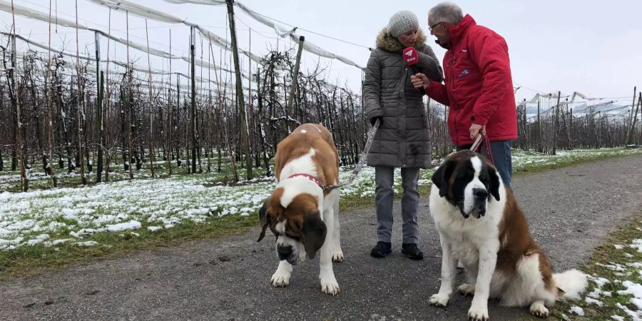 Die beiden Hunde sind für den Umgang mit behinderten und betagten Menschen ausgebildet.