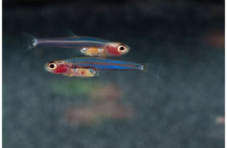 Die kleinsten Fische der Welt, die Zwergbärblinge, leben in den Torfsumpfwäldern Südostasiens. Bild: Lukas Rüber