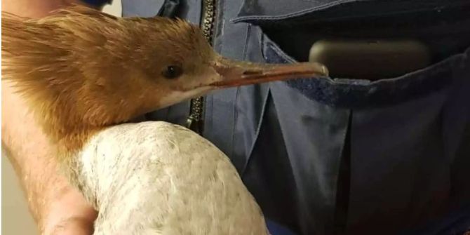 Gänsesäger
