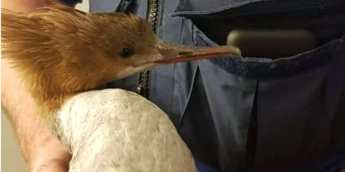 Spezialisten der Kapo Basel-Stadt retteten am Freitagabend einen jungen Gänsesäger aus einem Kamin. Spezialisten der Kapo Basel-Stadt retteten am Freitagabend einen jungen Gänsesäger aus einem Kamin.