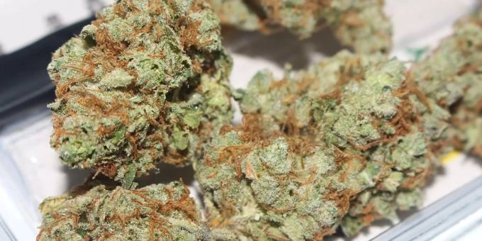 Das Marihuana im Kofferraum des Fahrers hatte einen Wert von über einer Million Euro. Marihuana