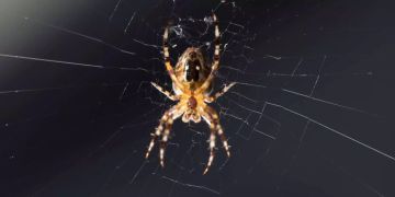 Spinne