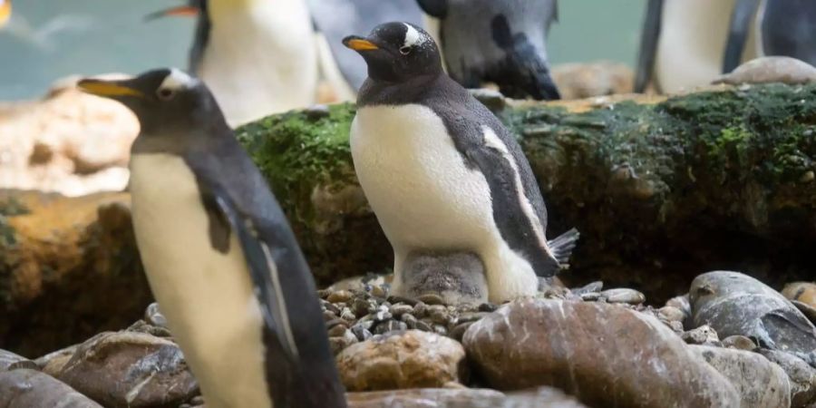 Ein junger Eselspinguin versteckt sich im Nest unter einem Erwachsenen.