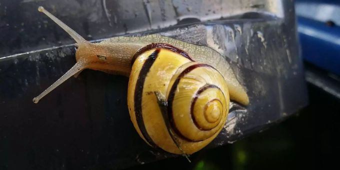 Pro Jahr schaffen Hain-Schnirkelschnecke und Co. laut der Naturschutzorganisation durchschnittlich 0,1 Millimeter neuen Boden. (Archivbild) schnecke