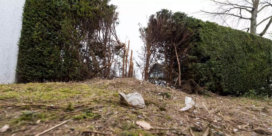 Das Foto zeigt die zerstörte Hecke nach dem Bombenanschlag auf den Mannschaftsbus des Fussball-Bundesligisten Borussia Dortmund.