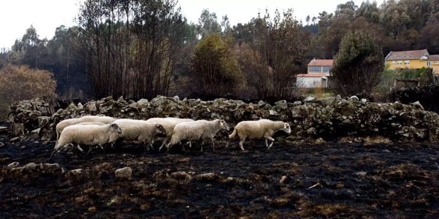 Welche Ernährungsform ist umweltfreundlicher: Die pflanzliche oder doch die tierische?