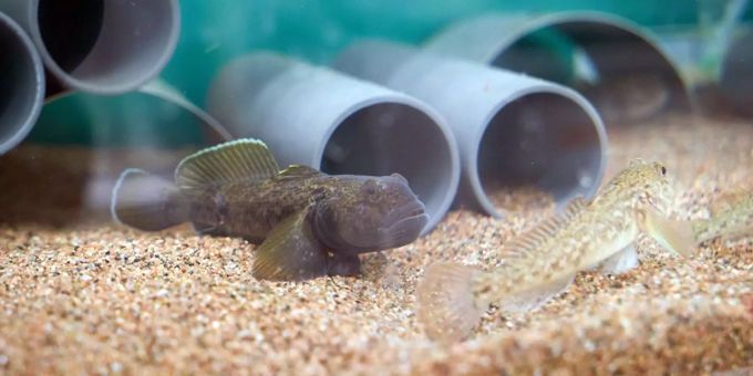 Gefahr für Schweizer Fische - Schwarzmeergrundel auf dem Vormarsch