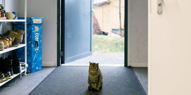 Eine Katze in einem Asylzentrum.
