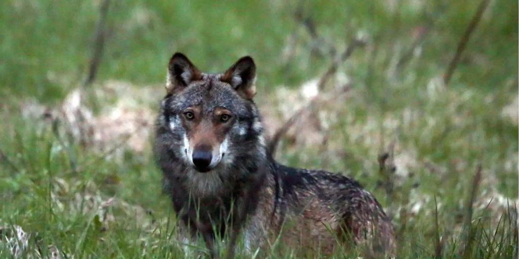 Wölfe erobern Frankreich – Bestand stark gewachsen