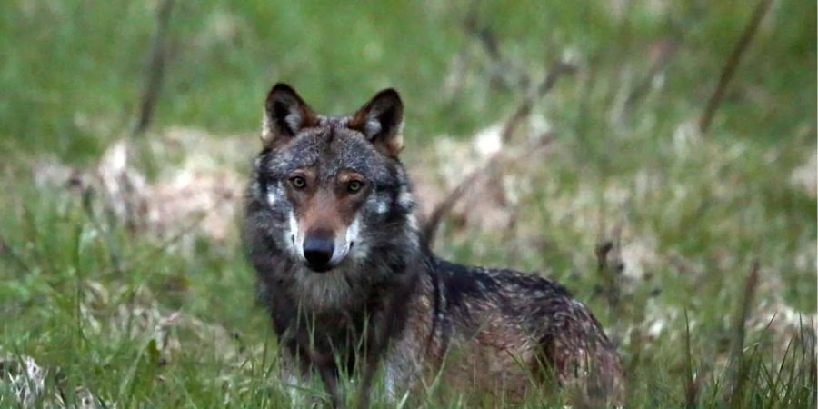 Holt sich die Wälder zurück: Der Wolf in Frankreich. (Symbolbild)