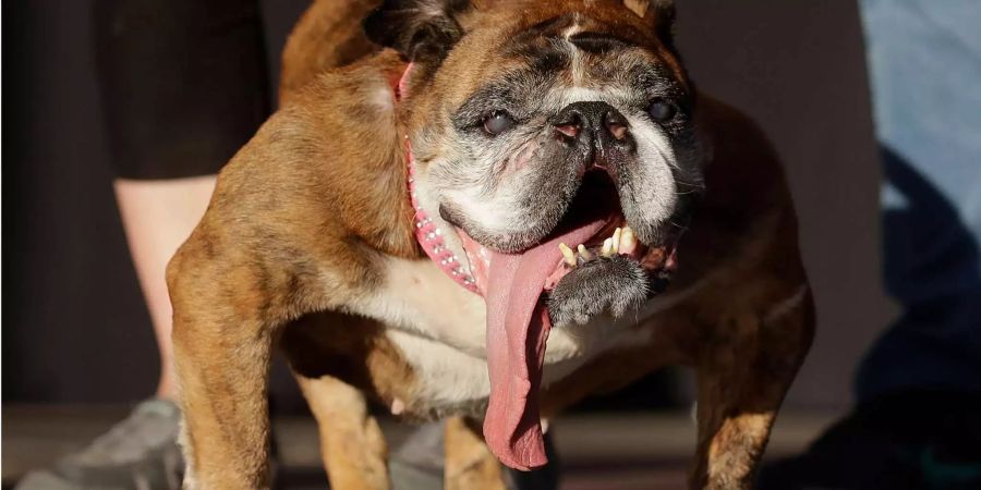 Deformierter Körper und eine zu lange Zunge — ein schöner Hund war Zsa Zsa wahrlich nicht.