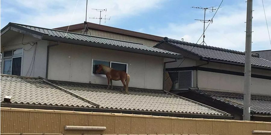 Ein Pferd landete nach den Überschwemmungen auf dem Dach.