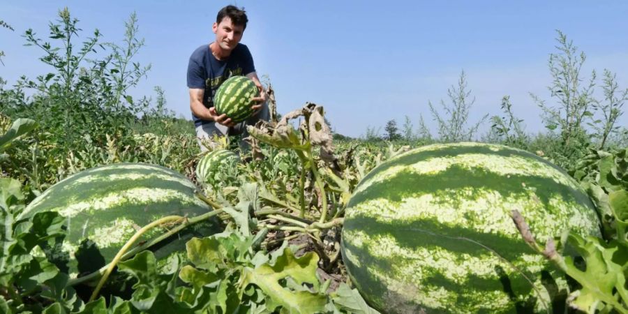 Bauer Attila Pustzi mit seiner Melonenernte.