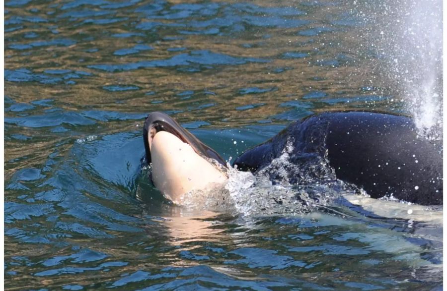 immer wieder stupste der ausgewachsene Orca sein totes Baby an, damit dieses nicht untergeht.