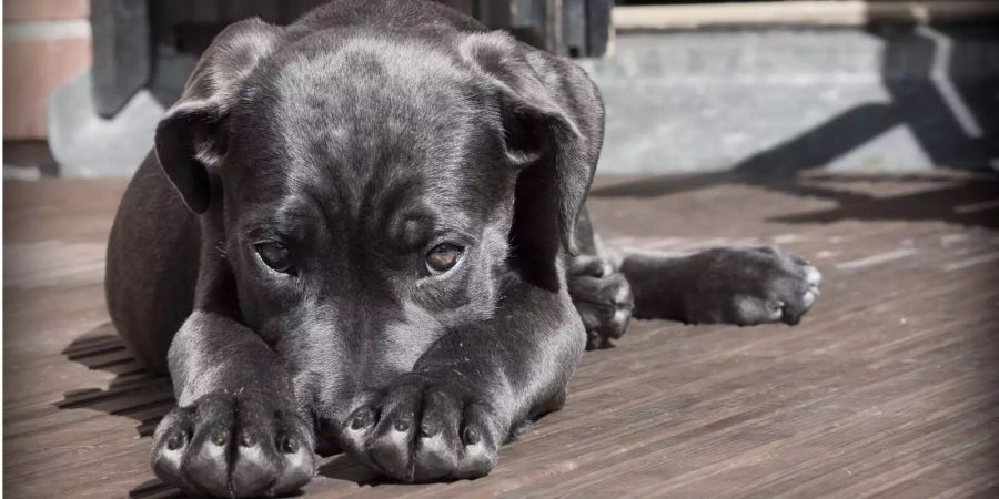 Dem Hund gehe es gut, aber von seinen Herrchen durfte er sich höchstwahrscheinlich eine Standpauke anhören.