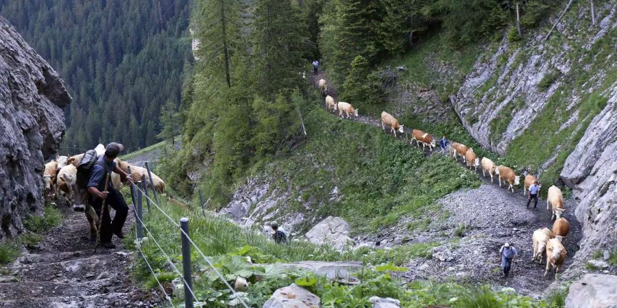 Die schmalen Wege stellen für die Kühe kein Problem dar.