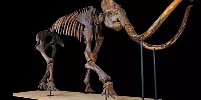 Auktion - Mammut-Skelett für über 600'000 Dollar ersteigert