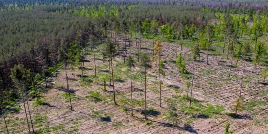 Nur noch einige Bäume stehen auf den bereits mit neuen Sämlingen wieder aufgeforsteten, geschädigten Waldgebieten in Sachsen-Anhalt. Deutschlands Wälder sind in einem so schlechten Zustand wie seit Jahrzehnten nicht (Symbolbild). Foto: Jan Woitas/dpa-Zentralbild/dpa