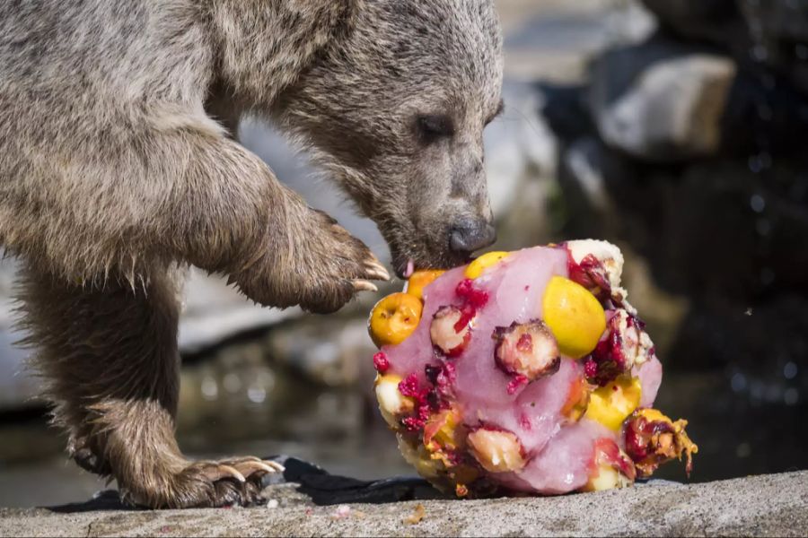 bär glace Sommer hitze