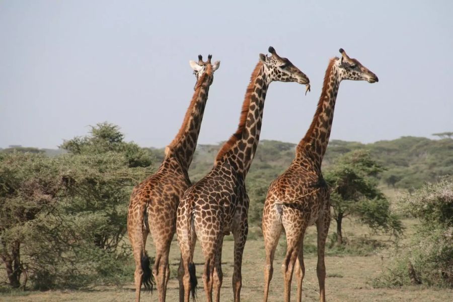 Drei Giraffen