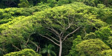 amazonas