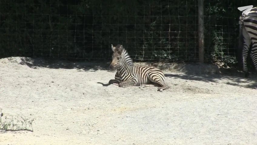 bs-zebra