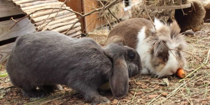 Tiere Kaninchen