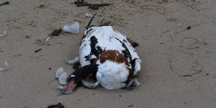 Vogelgrippe im Nationalpark Wattenmeer