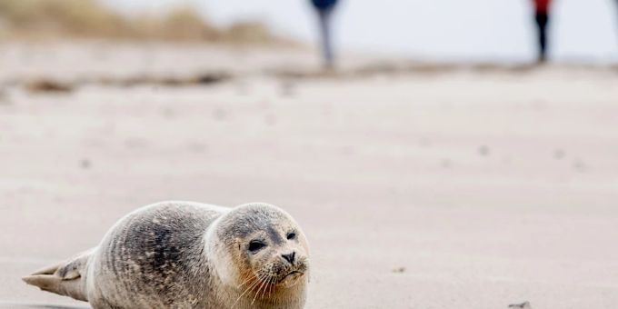 Nordseeküste - App soll Rettung verlassener Seehundbabys erleichtern