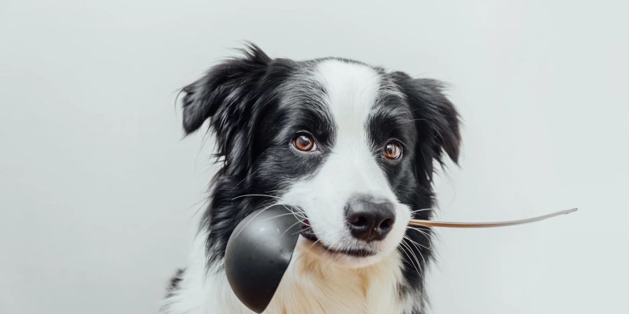 Hund Ernährung Futter