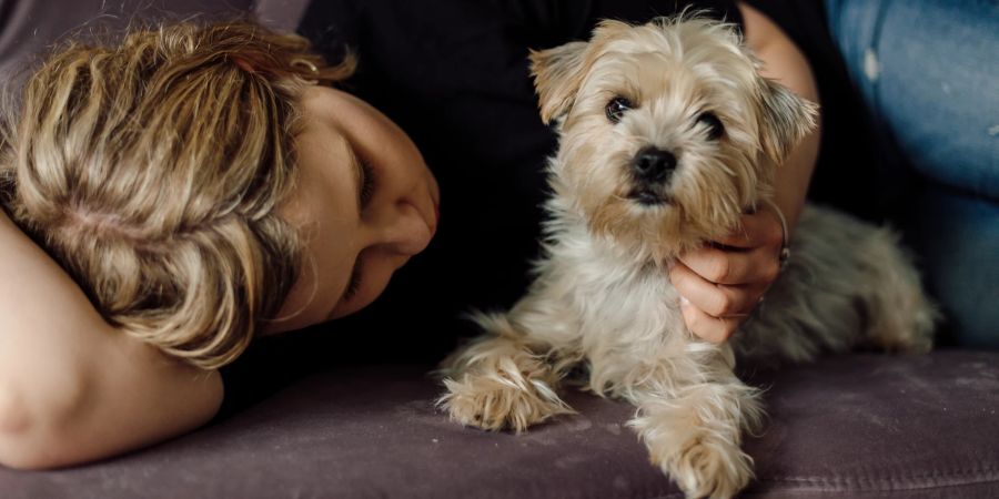 Hund mit traurigem Menschen auf Sofa