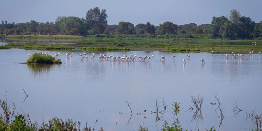 In dem 1969 gegründeten Nationalpark Doñana, der zusammen mit einer als Naturpark geschützten Fläche und einer Pufferzone etwa halb so gross wie das Saarland ist, geht der Grundwasserspiegel schon seit Jahren zurück.