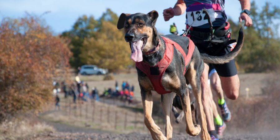 Hund läuft mit Jogger