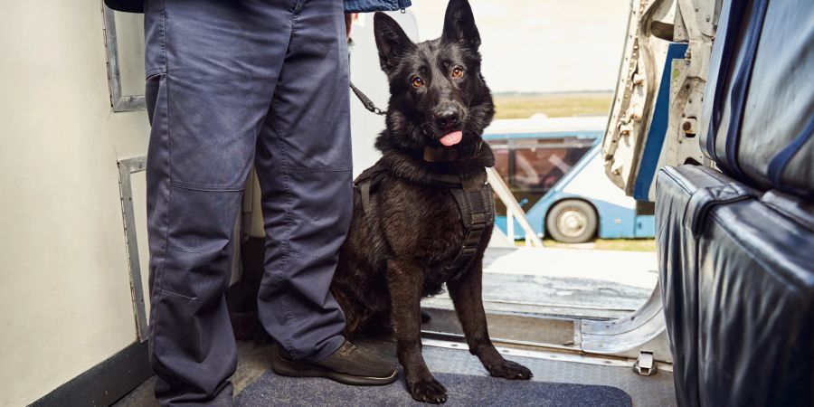 Hund Flugzeug