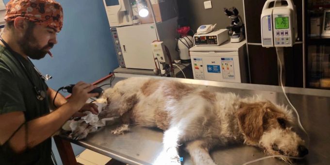 Das Tierheim des Vereins «Help Dog Sarköy» versucht, verletzte Hunde aufzupäppeln. help dog