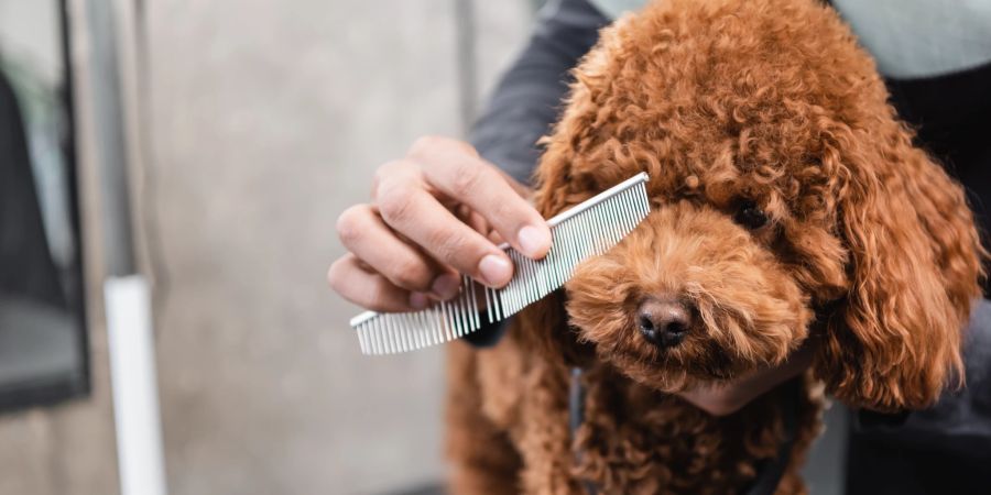 Pudel Hundefriseur