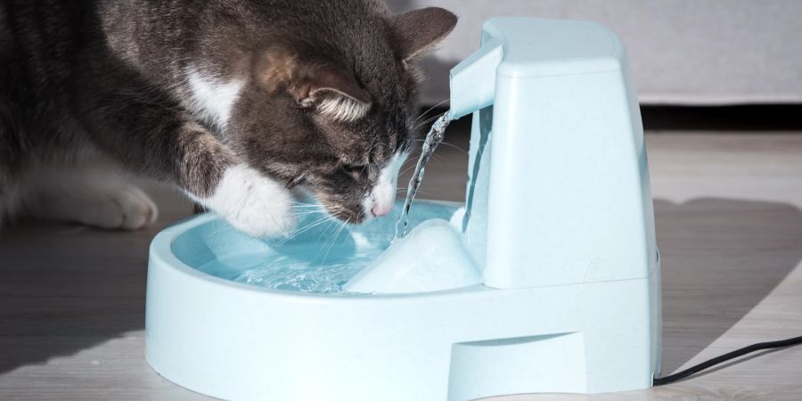 Katze trinkt Wasser