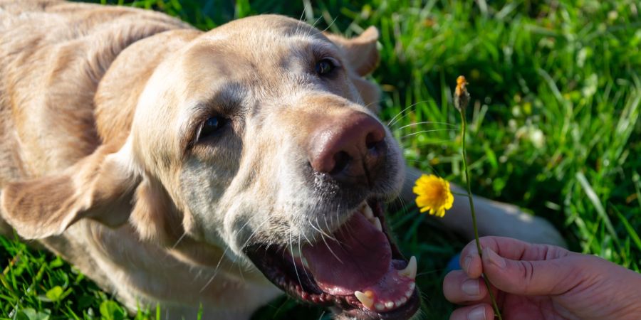 Hund frisst Gras