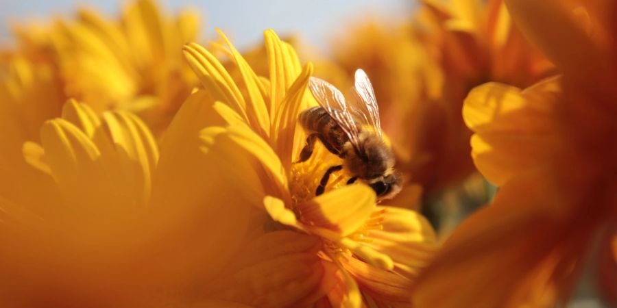 bienen ständerat massnahmen