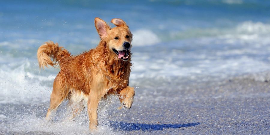 Hund am Strand