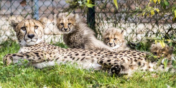 Alima mit ihren Jungtieren im Jahr 2014. zoo basel