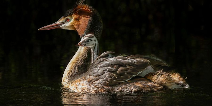 Der Haubentaucher wird in Neuseeland «pūteketeke» genannt.